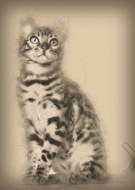 Bengal kitten 4 months old