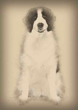 Black and white Landseer d