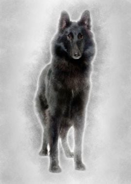 Belgian Shepherd Dog 1 Yea