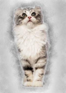 American Curl kitten 3 mon