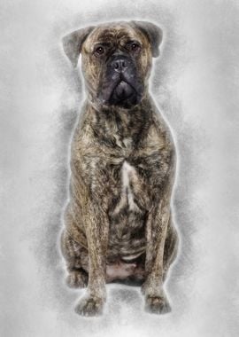 Bullmastiff dog 18 months