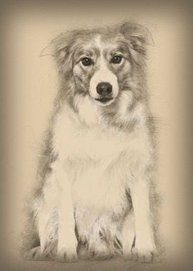 Border Collie dog sitting