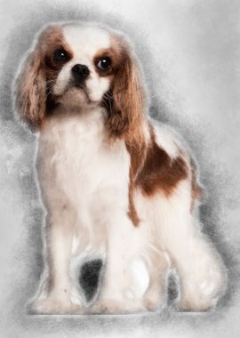 Cavalier King Charles Span