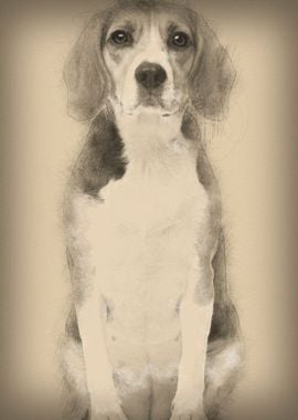 Beagle 2 years old sitting