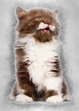 British Longhair kitten 6