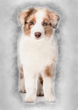 Australian Shepherd puppy