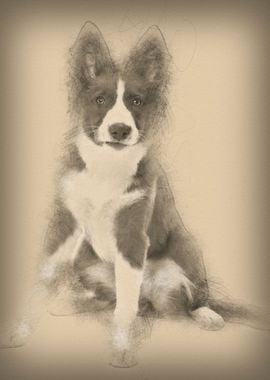 Border Collie puppy 5 mont