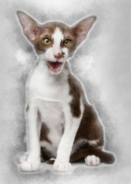 Oriental shorthair sitting