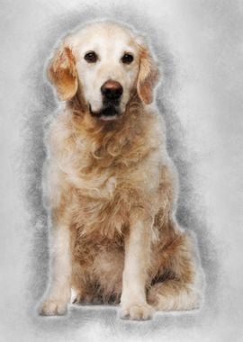 Golden Retriever 6 years o