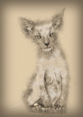 Kitten Lykoi cat 7 weeks o