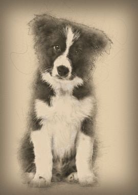 Border Collie puppy 17 wee