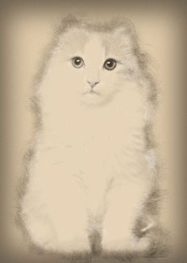 American Curl kitten 3 mon