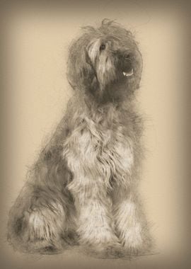 Briard dog 9 Months Old si