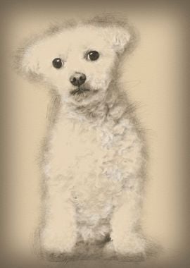 Bichon Fris 7 years old si