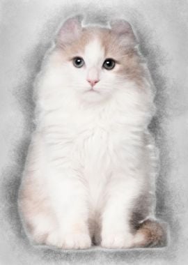 American Curl kitten 3 mon