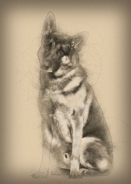 German Shepherd dog sittin