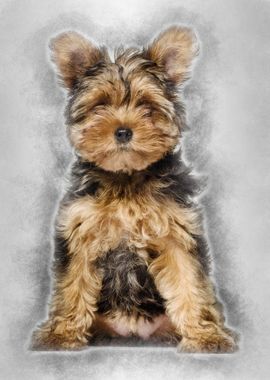 Yorkshire Terrier puppy  3