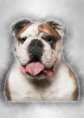 English Bulldog 6 years ol