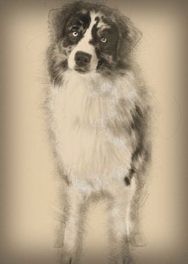 Australian Shepherd dog 14