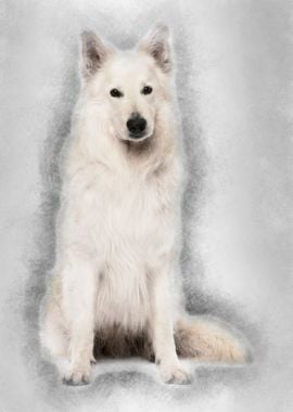 Berger Blanc Suisse 5 year