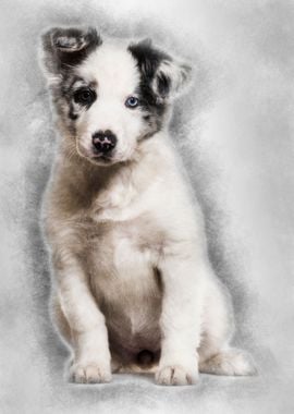 Border collie puppy 3 mont