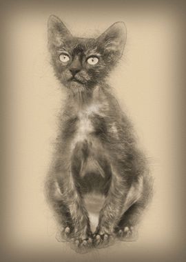 Kitten Lykoi cat 3 months 