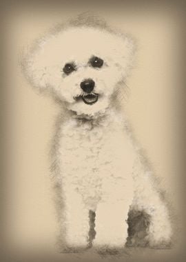 Bichon Frise dog sitting a