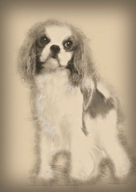 Cavalier King Charles Span