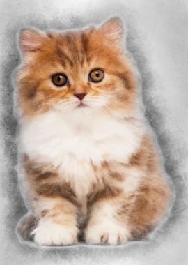 British Longhair kitten 2