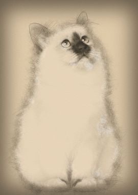 Birman kitten 4 months old