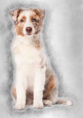 Australian Shepherd puppy