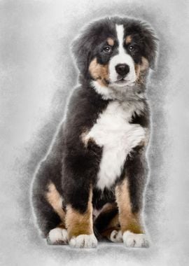 Bernese Mountain Dog 4 mo