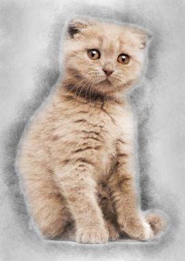 Portrait of Scottish Fold 