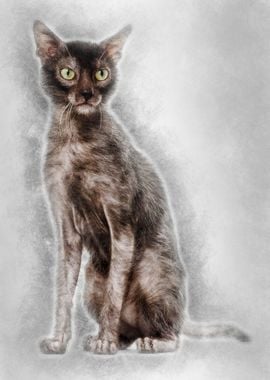 Lykoi cat also called the 