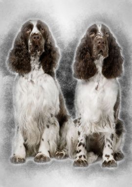 Two English Springer spani