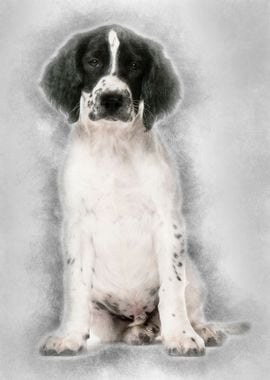 English Springer Spaniel s