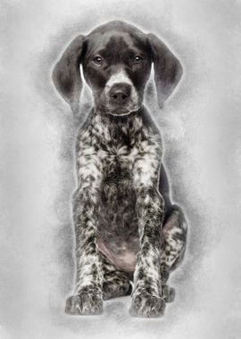 German Shorthaired Pointer