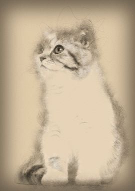 British Shorthair kitten 3