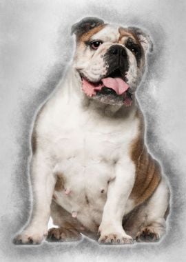 English Bulldog 6 years ol