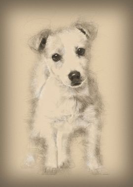 Jack Russell puppy 3 month