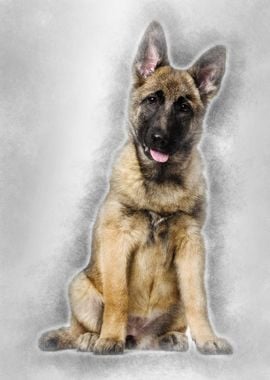 Belgian Shepherd dog 4 mon