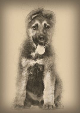 German Shepherd puppy 3 m