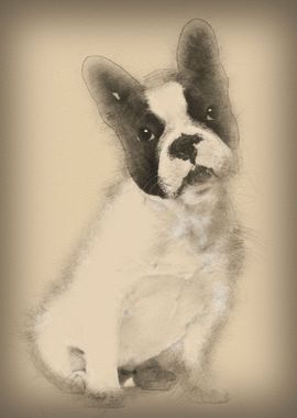 French Bulldog 13 months o