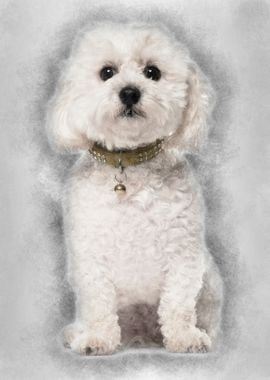 Bichon Fris 5 years old si