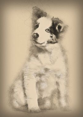 Border collie puppy 3 mont