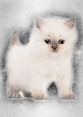 British Longhair Kitten 5 