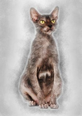 Lykoi cat also called the 