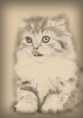 British Longhair kitten 2 