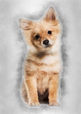 Pomeranian puppy 5 months 