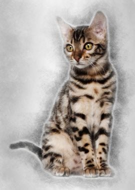 Bengal kitten 4 months old